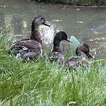 Le Relais Du Chateau *