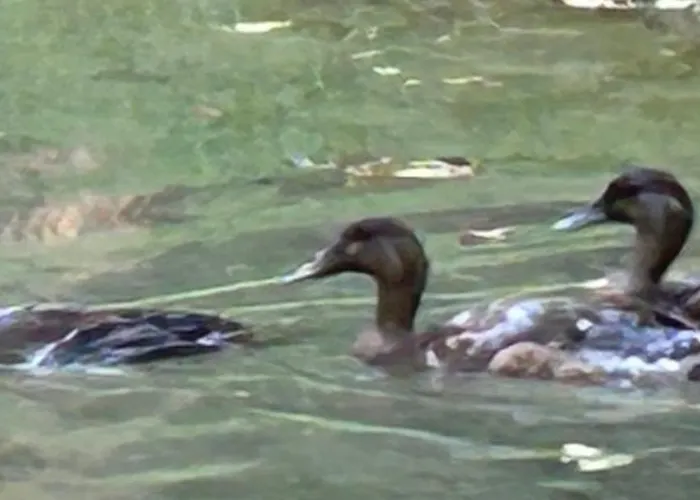 Le Relais Du Chateau * Fatouville-Grestain